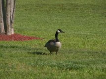 web_duck.jpg